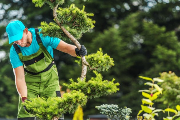 Tree Maintenance 101: Pruning, Watering, and Fertilizing Techniques