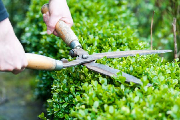 Identifying and Treating Common Problems on your Hedges