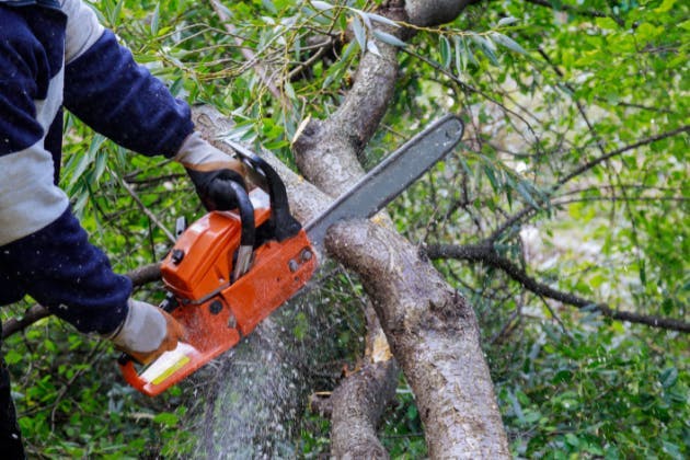 tree surgeons in st albans