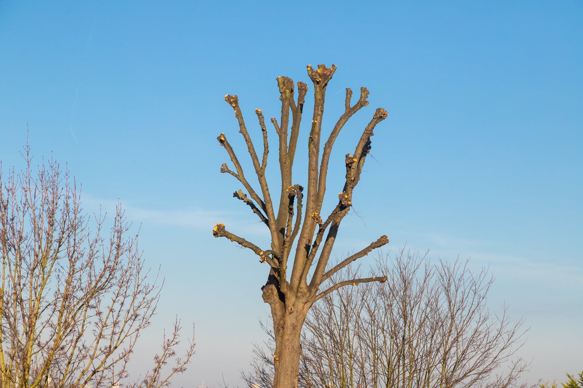 Tree Removal