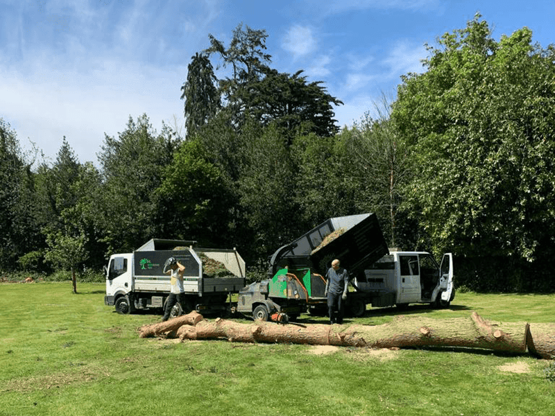 Tree Surgery In Knebworth