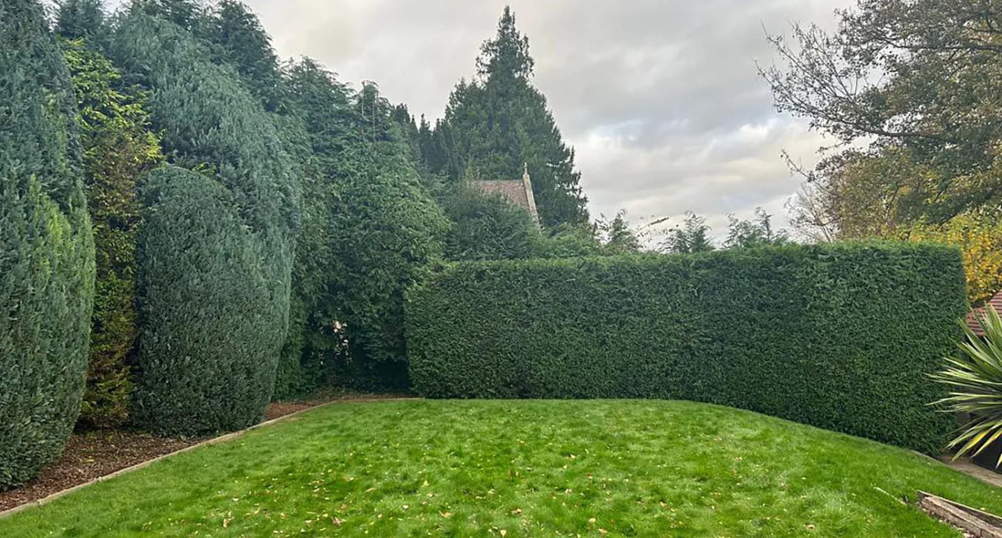 Hedge Trimming