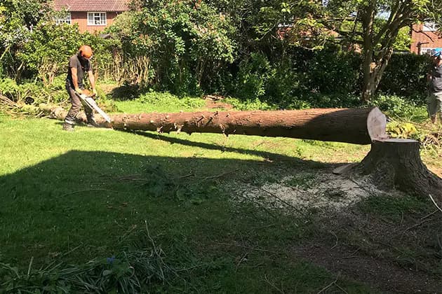 Tree Felling