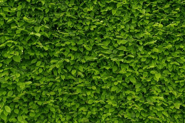 Hedge Trimming