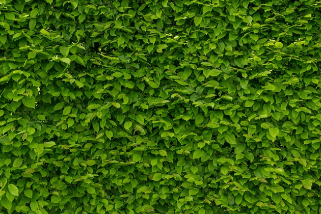 Hedge Trimming