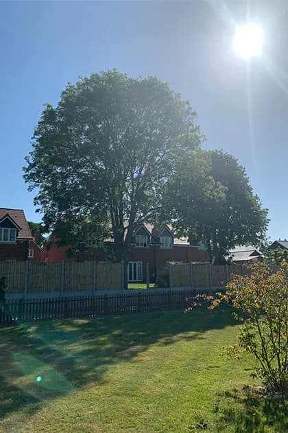 Tree Surgery In Stevenage
