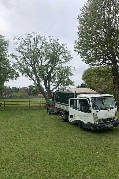 Tree Surgery In Kings Langley