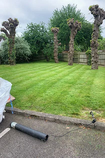 Expert Tree Surgery Services in Hitchin