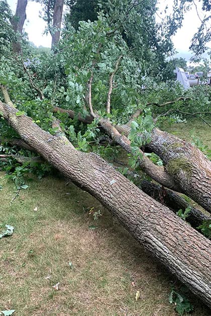 Tree Removal