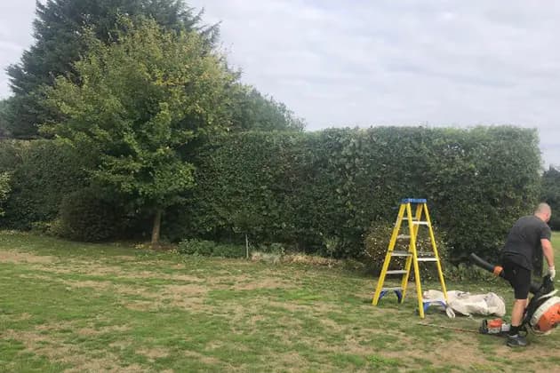 Tree Surgery In Hertfordshire