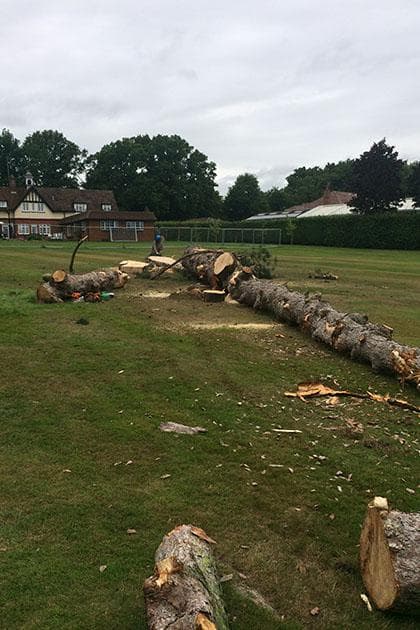 Tree Surgery