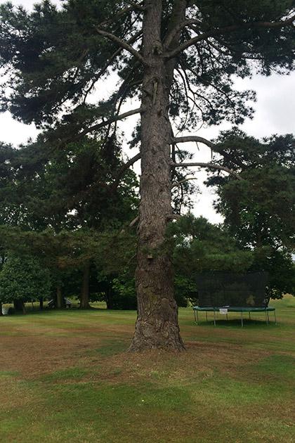 Crown Reduction in Hertfordshire