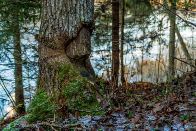tree damage in trunk