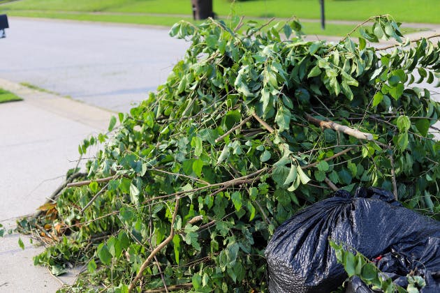 what happens during a tree removal service