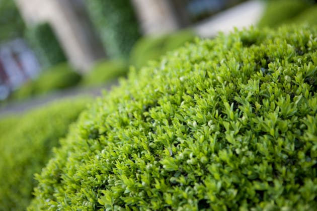 5 Tip To Maintain Hedges During The Summer