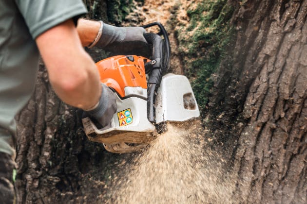 howto choose a tree surgeon