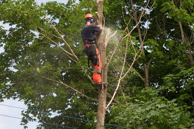 tree removal hertfordshire