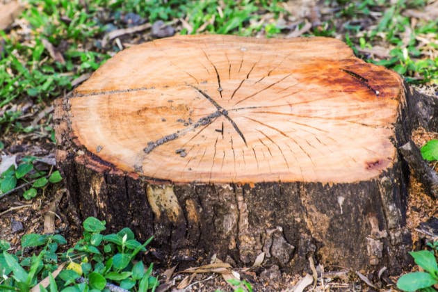 what happens during a tree stump removal?