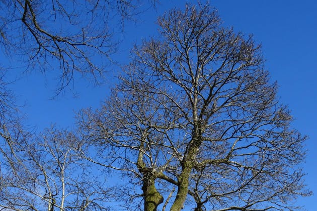 what is tree crown thinning?