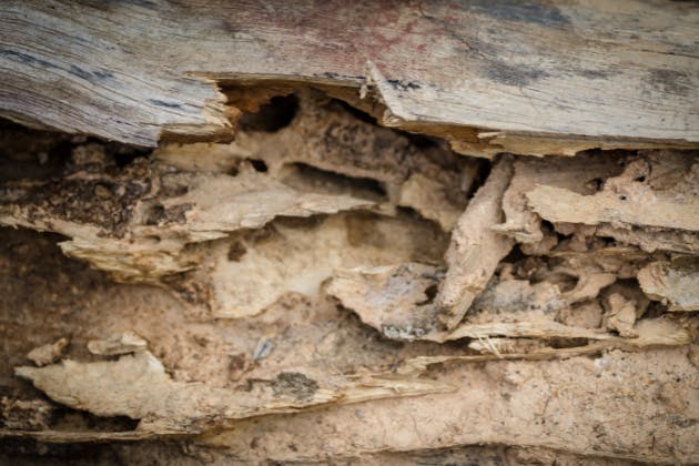 signs of a diseased tree