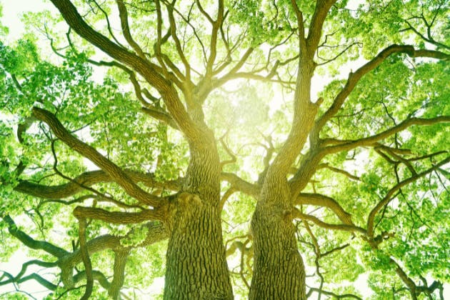 what is a tree survey?