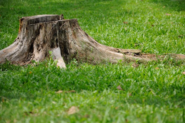tree surgery services in harpenden