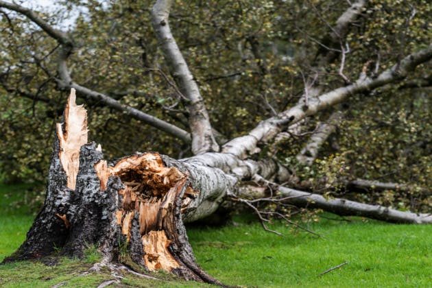 Storm Damage and Emergency Tree Services: What to Do and How to Prevent It