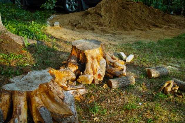 Dangers of Leaving Tree Stumps in Your Yard