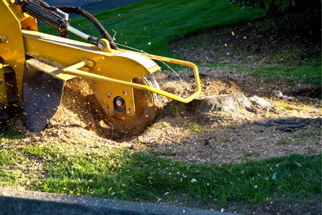Understanding the Stump Grinding Process: What to Expect