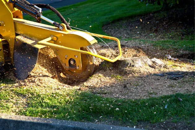 Stump Removal vs Stump Grinding