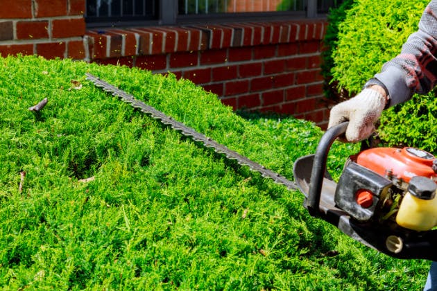 When To Cut Hedges To Avoid Nesting Birds