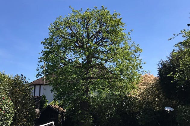 How Much Does Tree Removal Cost?