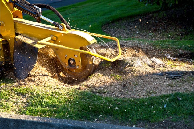 What Happens to the Roots After Stump Grinding?