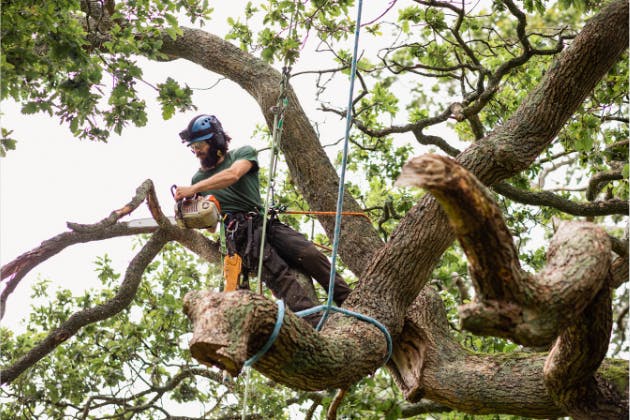The Environmental Benefits of Responsible Tree Surgery