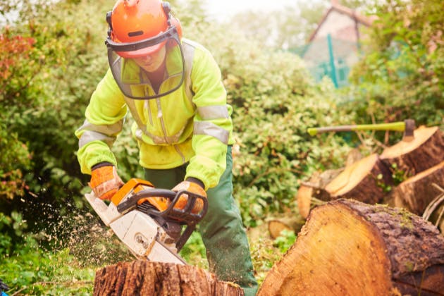 Tree Surgeon vs General Gardener: Why the Difference Matters