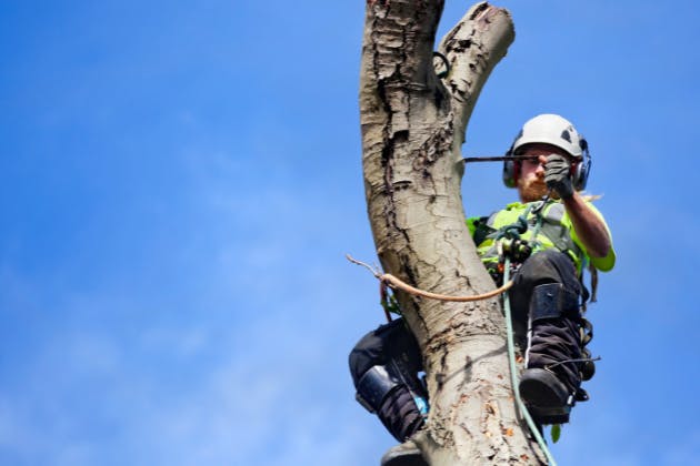 Aftercare: How to Help a Tree Recover After Surgery