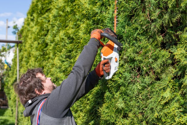 How Often Should You Trim Hedges for Healthy Growth?
