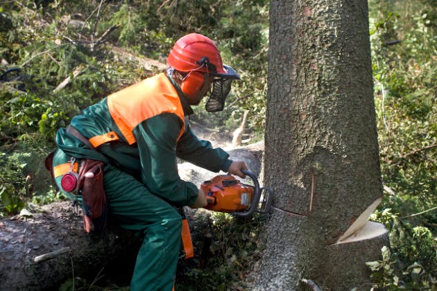 Can A Tree Surgeon Save A Dying Tree