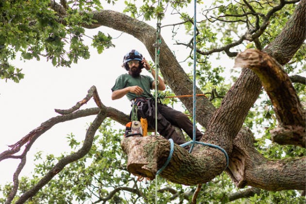 How Do Tree Surgeons Assess The Health Of A Tree