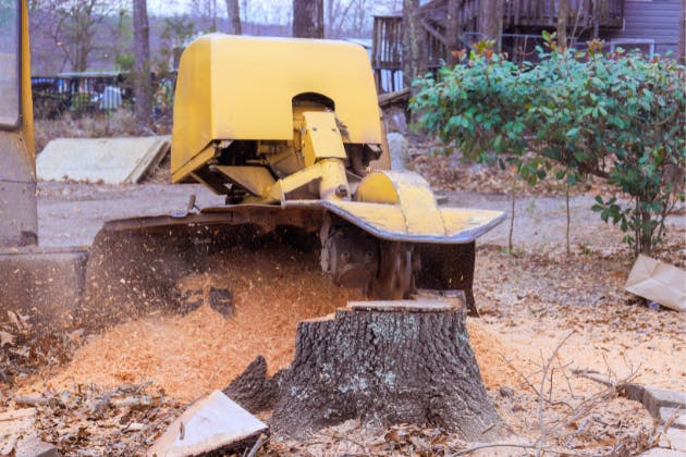 What Are The Costs Involved In Stump Grinding