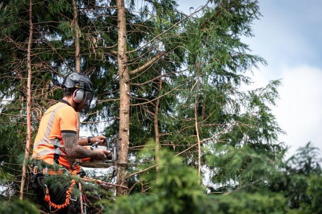 How Do I Know If My Tree Needs Tree Surgery?