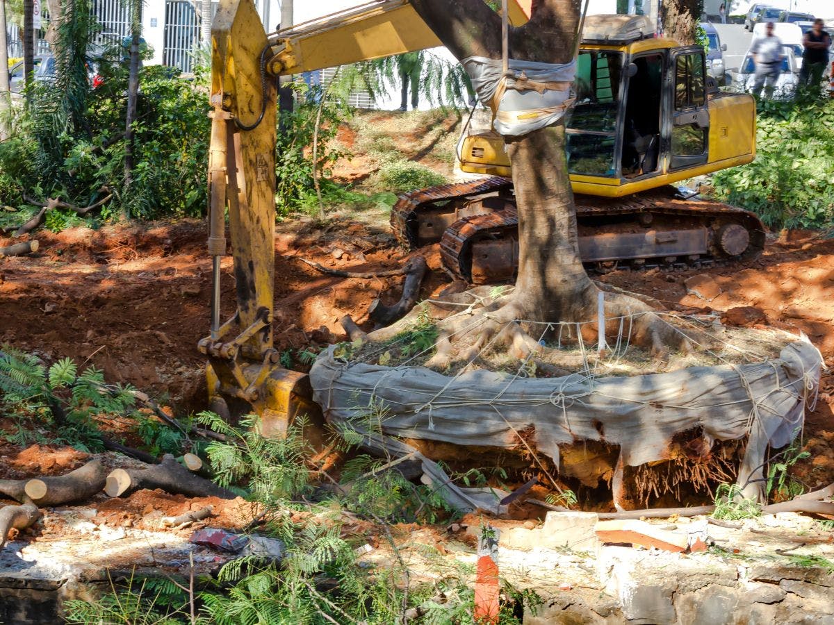 Can Tree Removal Be Done Safely Near Buildings?