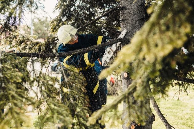 What Are The Different Techniques Used In Tree Surgery?