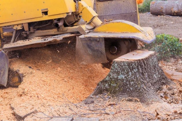 How Long Does It Take For Stump Grinding To Be Completed?