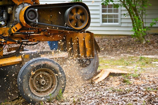 Can Stump Grinding Prevent Pest Problems In Gardens