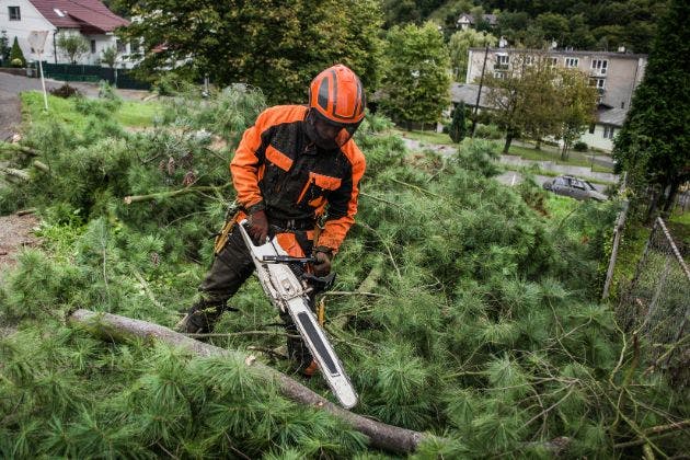 How Does Tree Surgery Help Prevent Property Damage?