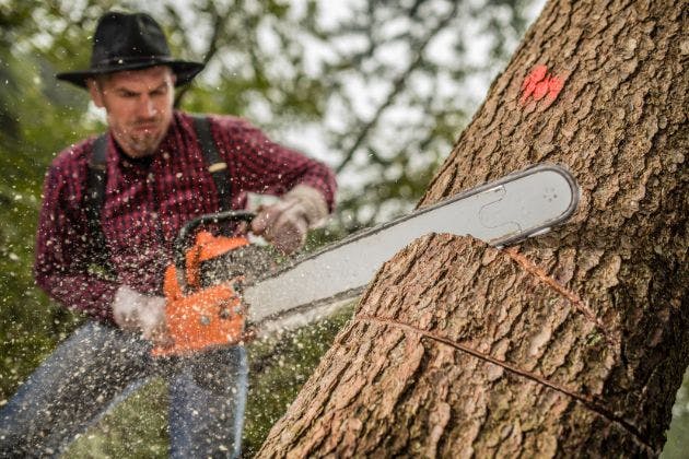 How to Choose a Tree Surgeon in Hertfordshire