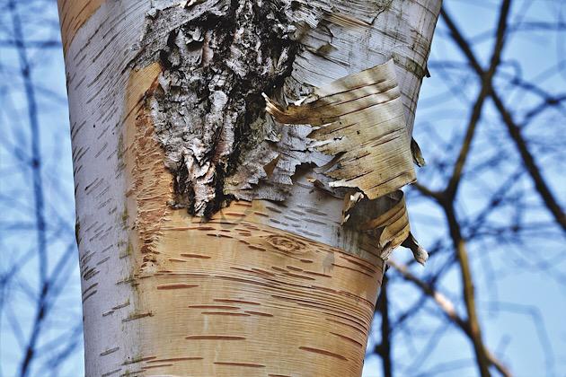 How to Prevent Damage to Your Trees in The Winter