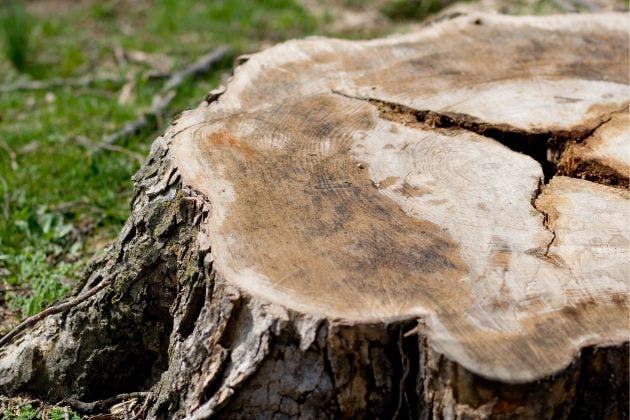 Tree Removal: Risks, Tips and Everything you need to know